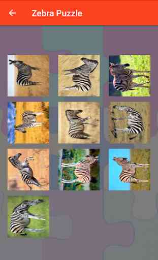 Zebra Puzzle 4