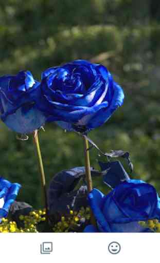 Blue Rose Photo Frames 1