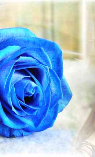 Blue Rose Photo Frames 4