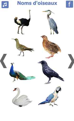 les noms des oiseaux avec photos et bruit oiseau 1