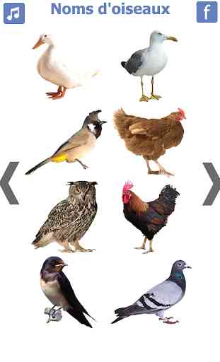 les noms des oiseaux avec photos et bruit oiseau 3