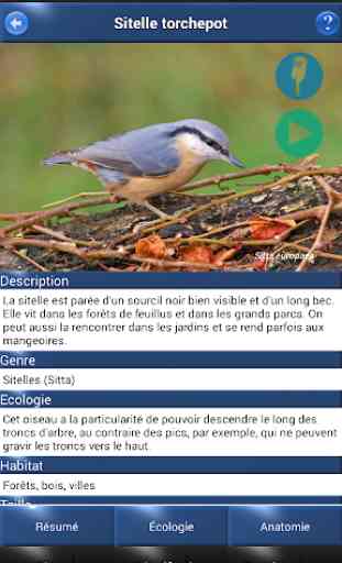 Oiseau Id: Oiseaux de France 2