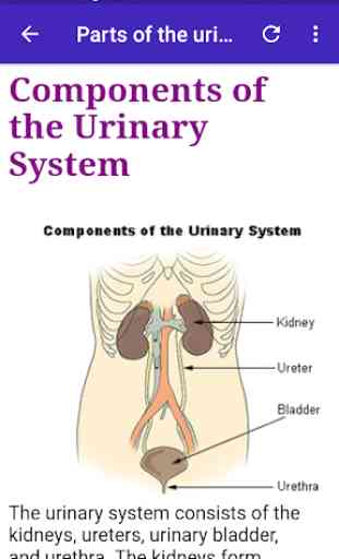 Urinary Diseases 2