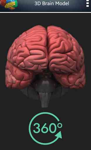 Cerveau humain 3D + 1