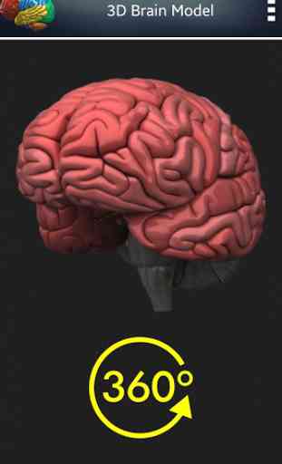 Cerveau humain 3D + 2