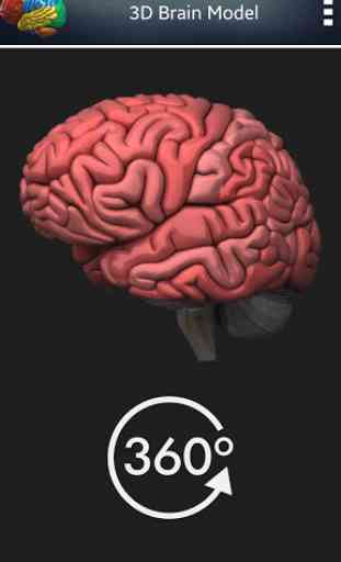 Cerveau humain 3D + 3