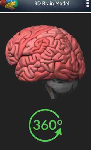 Cerveau humain 3D + 4