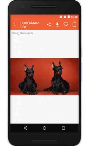 Doberman Dog Wallpaper HD 4