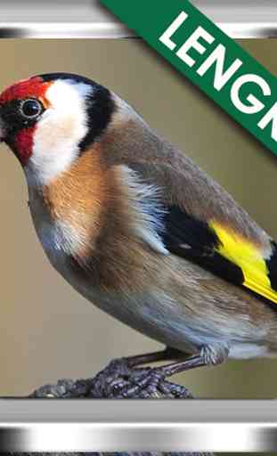 Suara Burung Goldfinch Ngekek 1