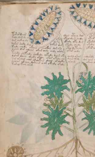 Voynich Manuscript 2