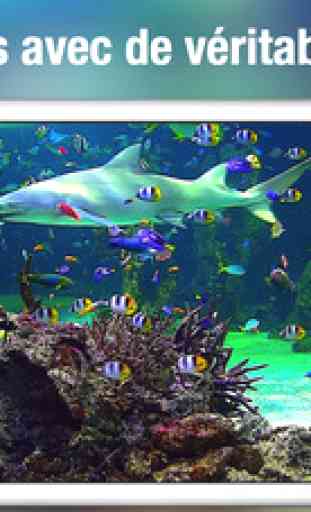 Aquarium HD+: fonds d'écran de la nature et la mer 3