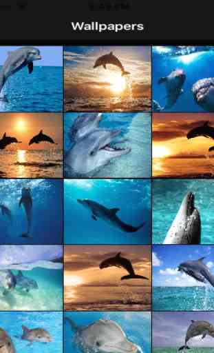 Fonds d'écran dauphins 3