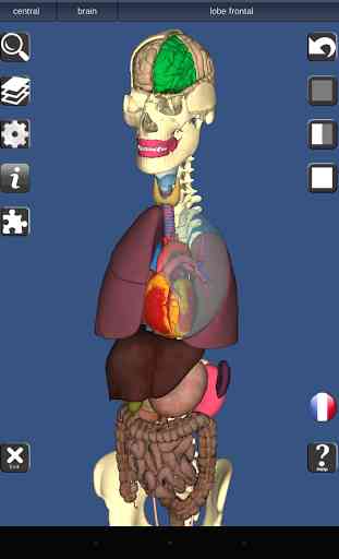 3D Bones and Organs (Anatomy) 2
