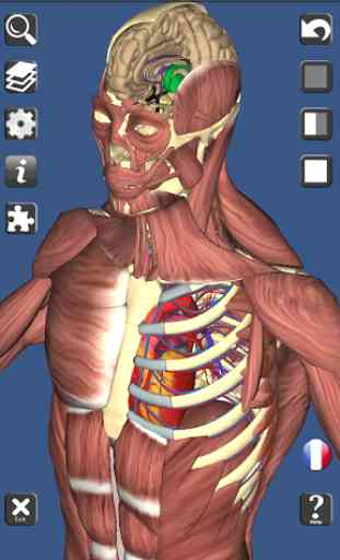 3D Bones and Organs (Anatomy) 3