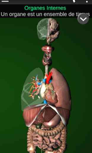 Organes 3D (Anatomie) 1