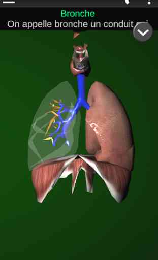 Organes 3D (Anatomie) 4