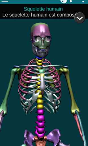 Ossements Humains 3D anatomie 1
