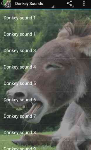 Donkey Sounds 1