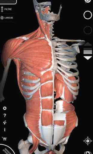 Muscles | Squelette - Anatomie 1