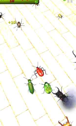 Réels insectes: Beetle Smasher 1